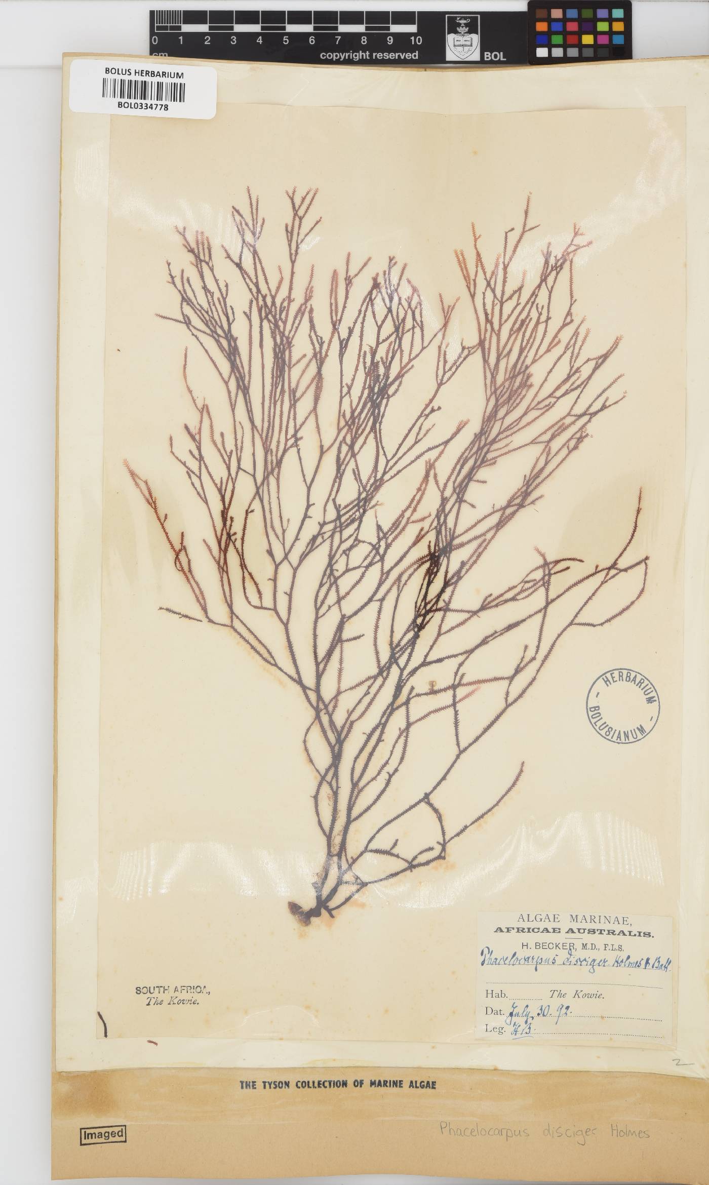 Phacelocarpus disciger image
