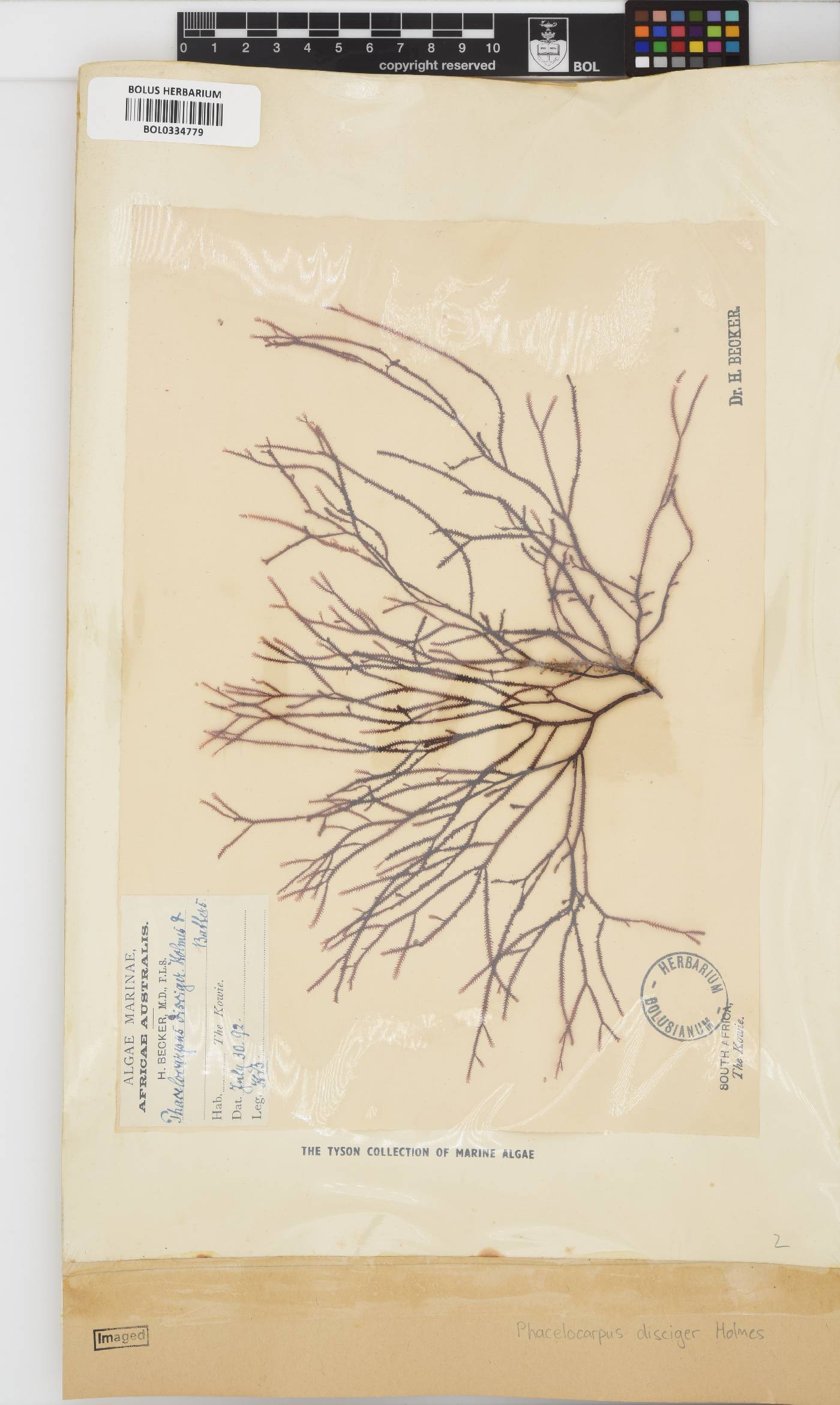 Phacelocarpus disciger image