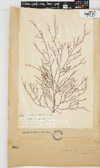 Phacelocarpus tortuosus image
