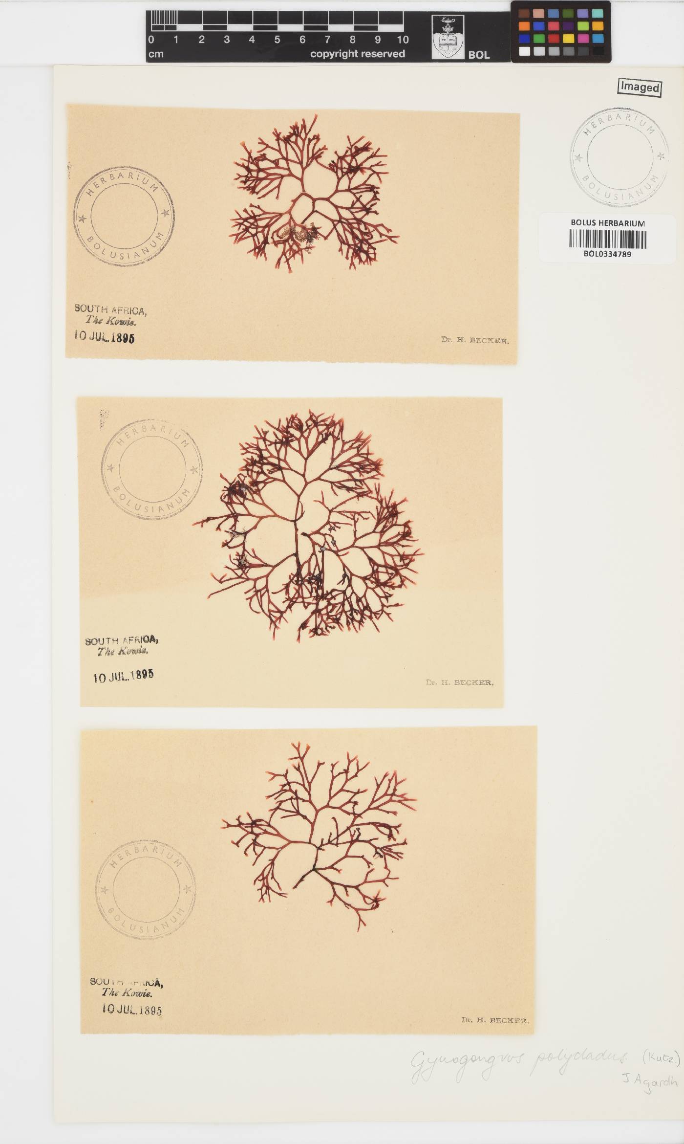 Ahnfeltiopsis polyclada image