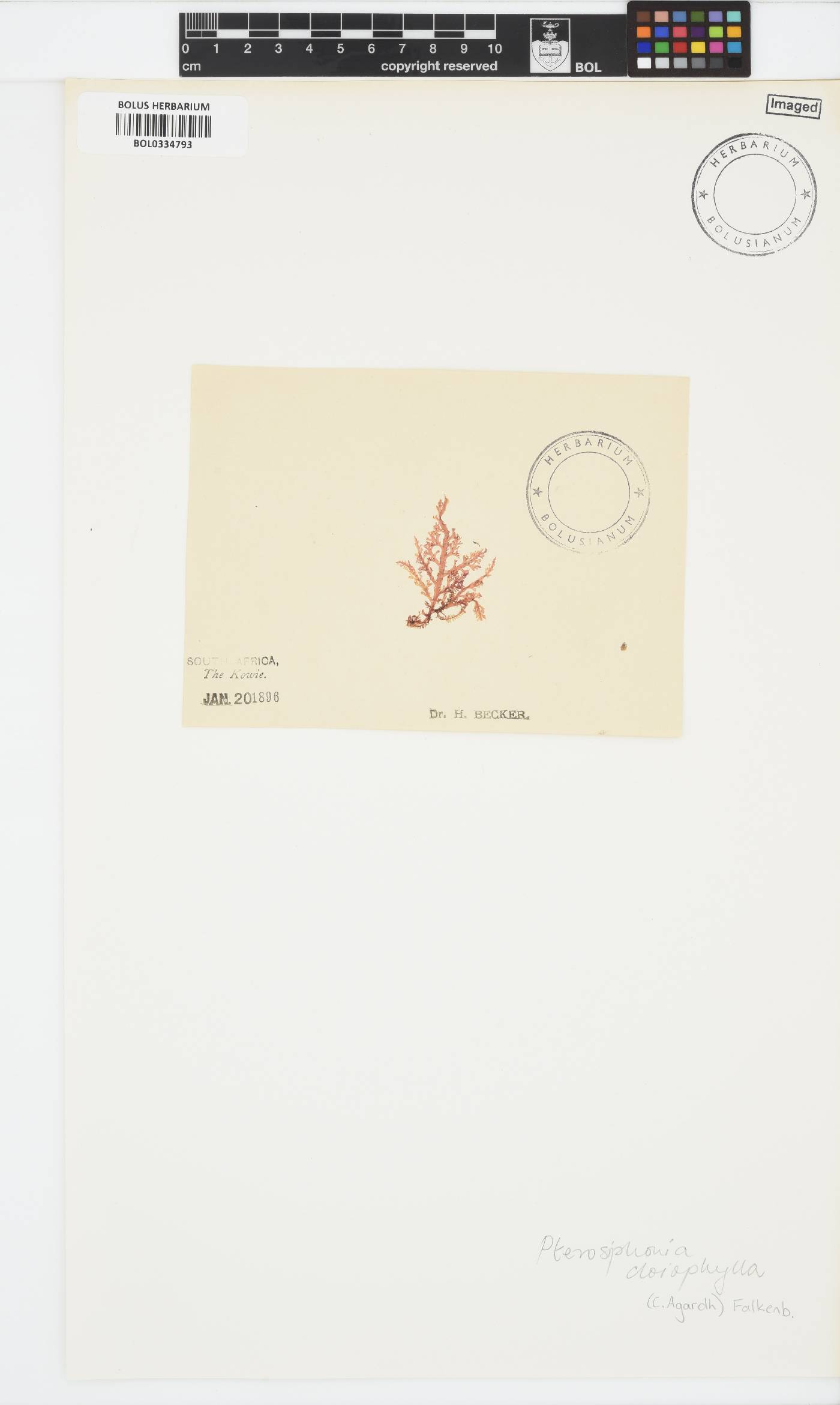 Pterosiphonia cloiophylla image