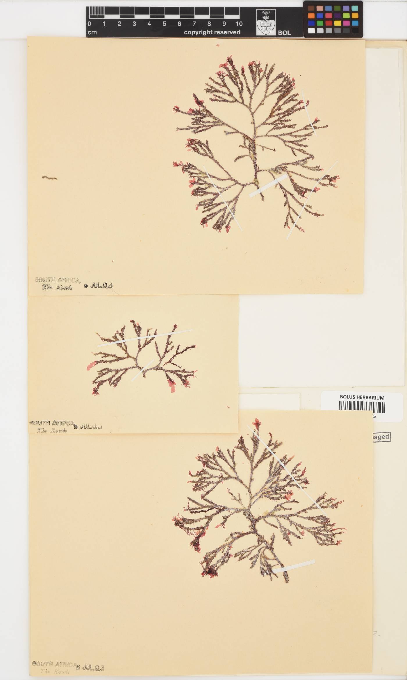 Spyridia cupressina image