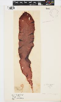Mazzaella capensis image