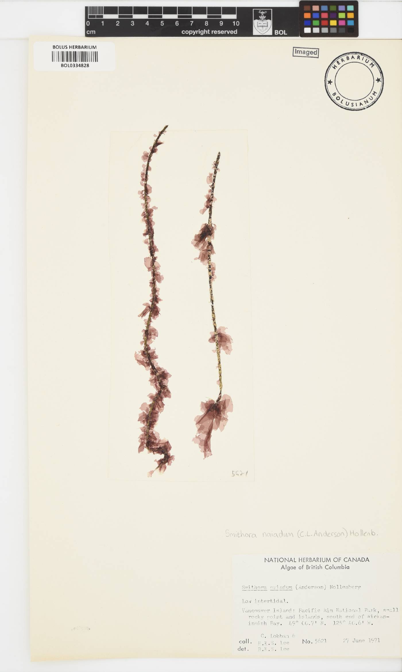 Smithora naiadum image