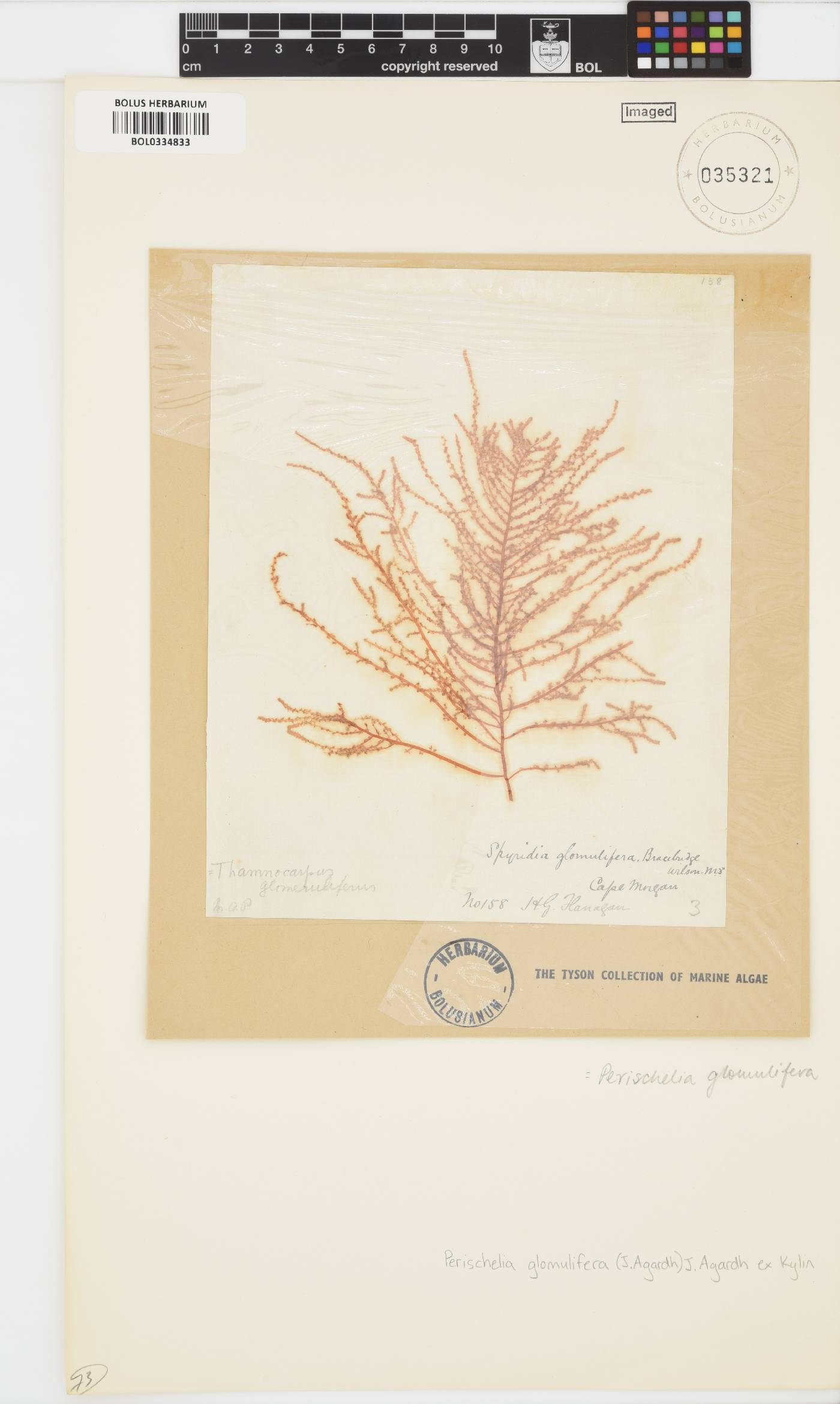 Perischelia image