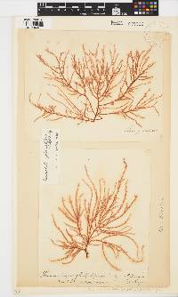 Perischelia glomulifera image
