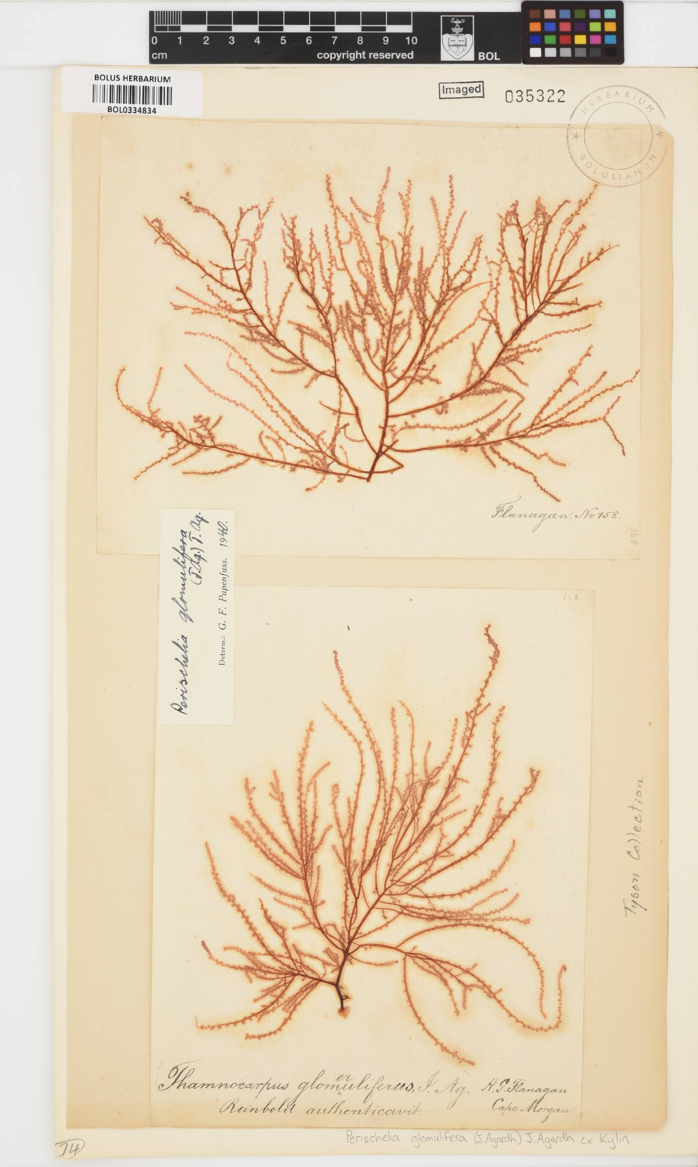 Perischelia glomulifera image