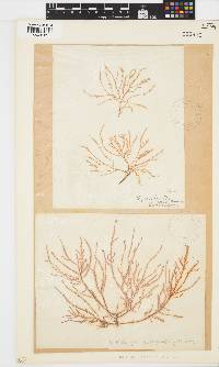 Perischelia glomulifera image