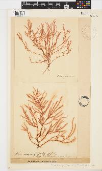 Perischelia glomulifera image