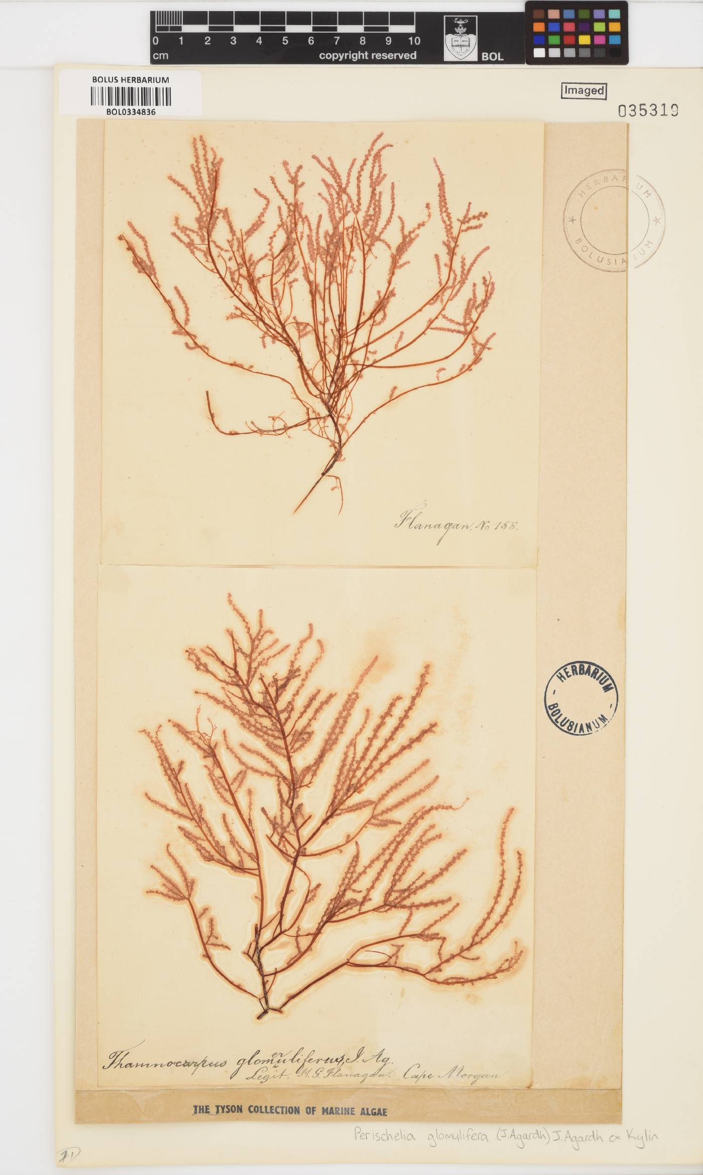 Perischelia glomulifera image