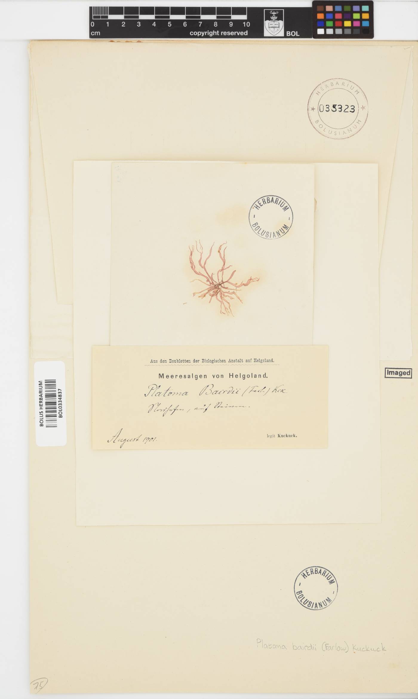 Tsengia bairdii image
