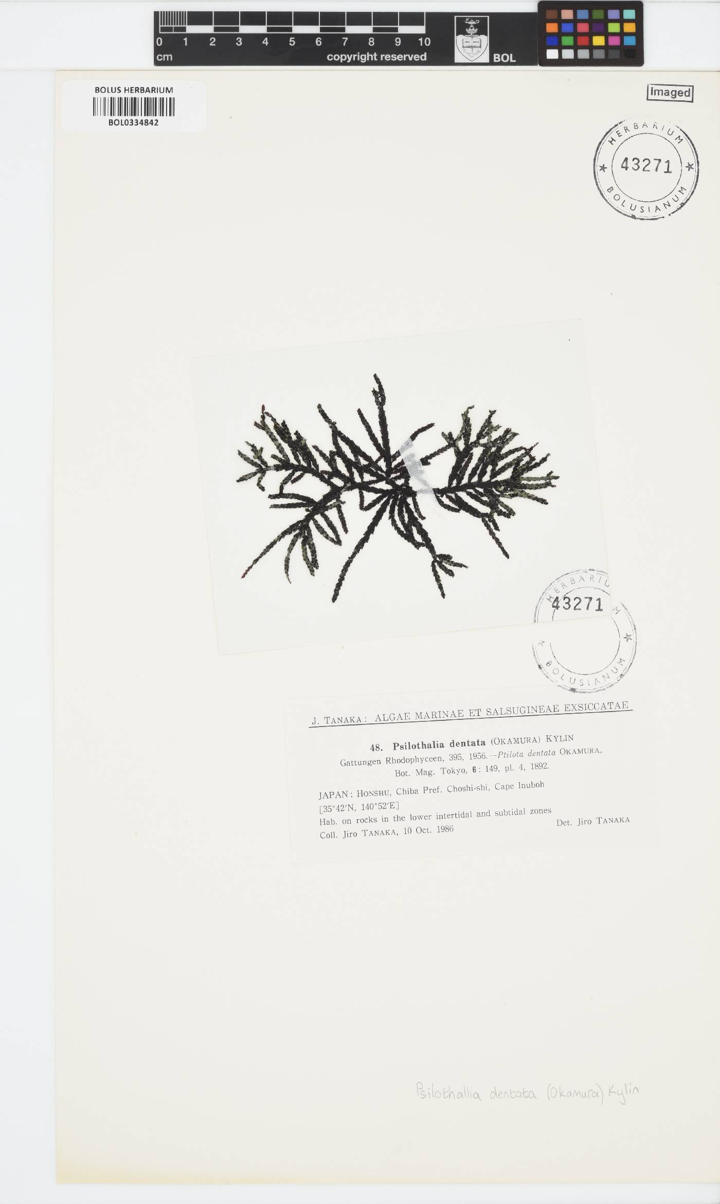 Ptilota dentata image
