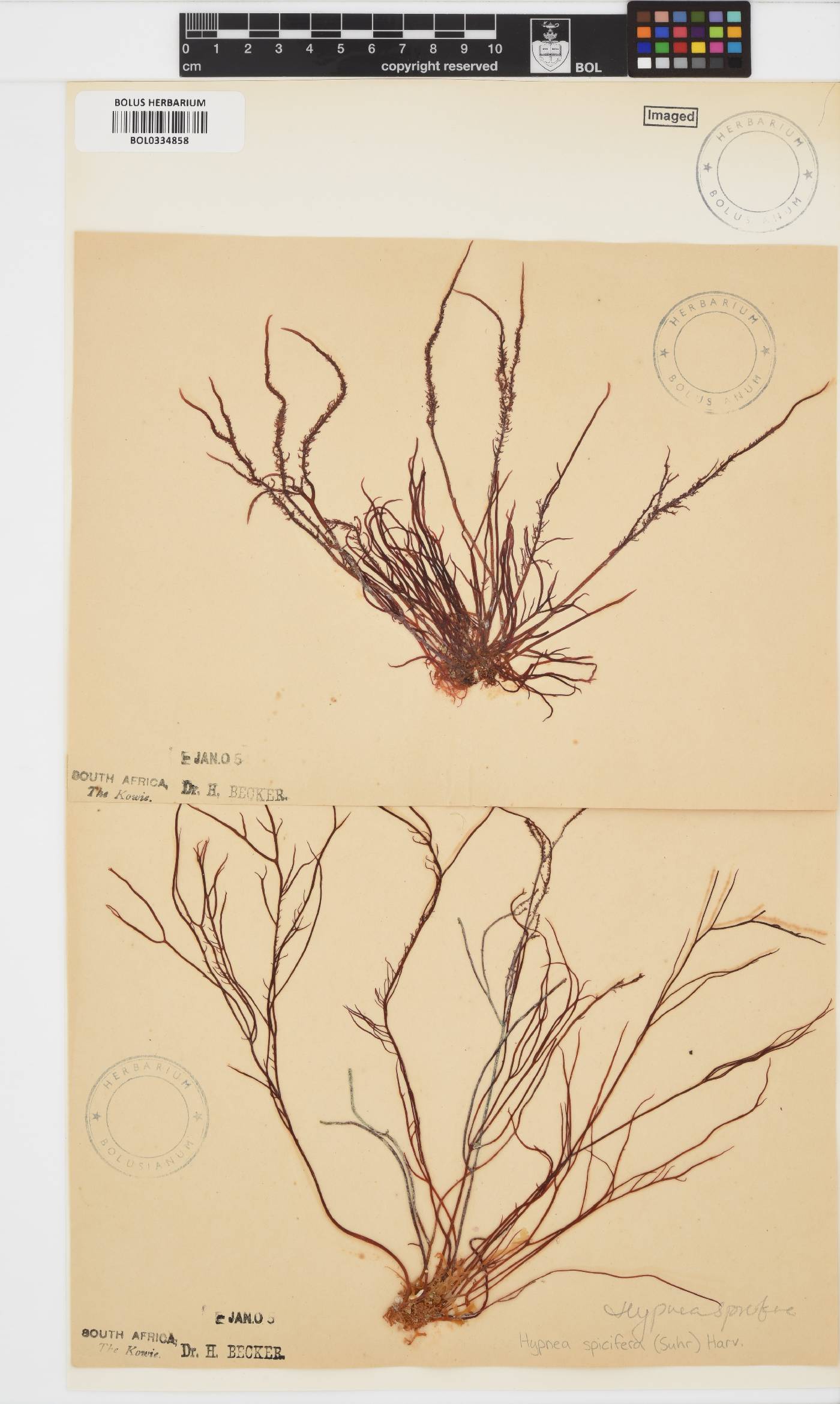 Hypnea spicifera image