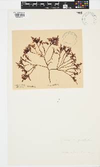 Gelidium pristoides image