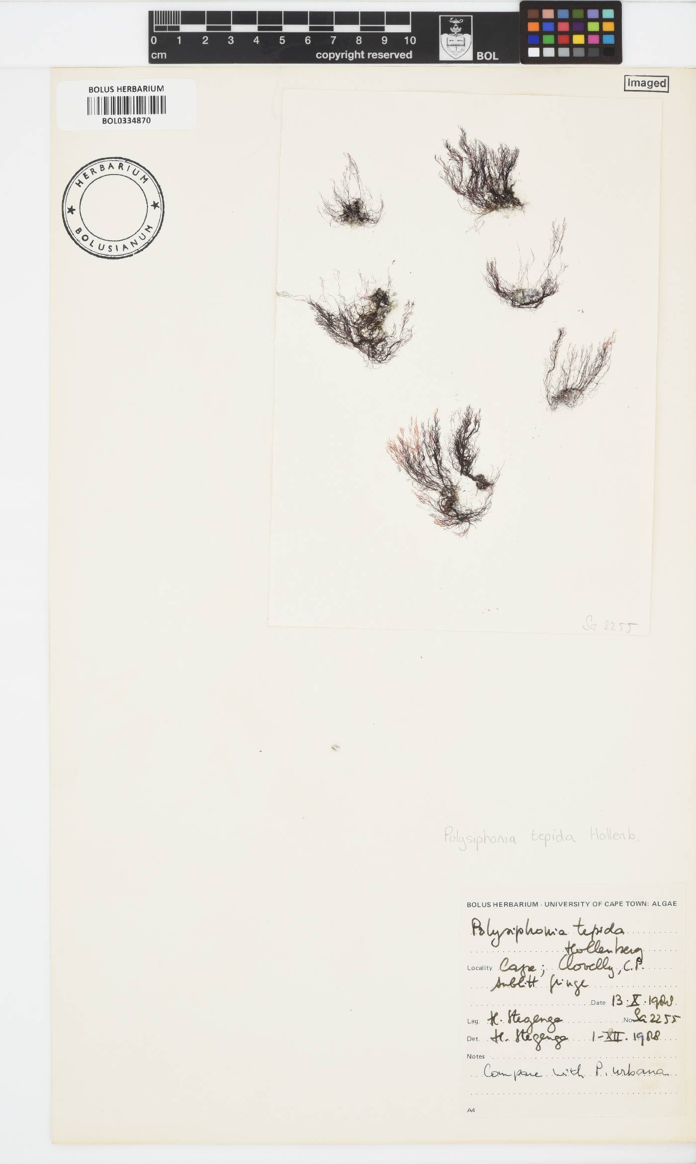 Vertebrata foetidissima image