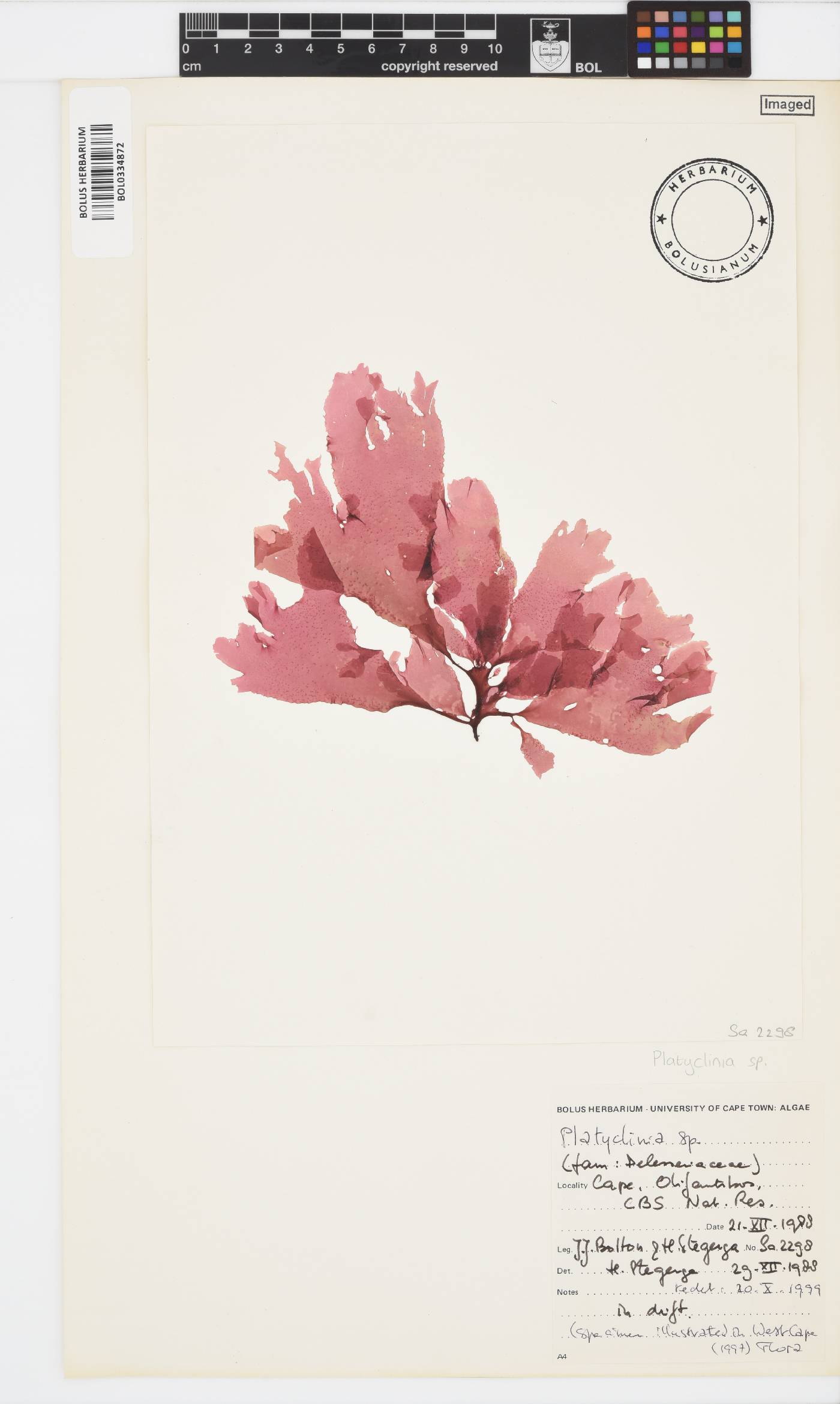 Platyclinia image
