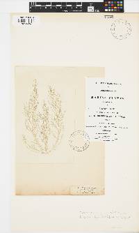 Naccaria wiggii image