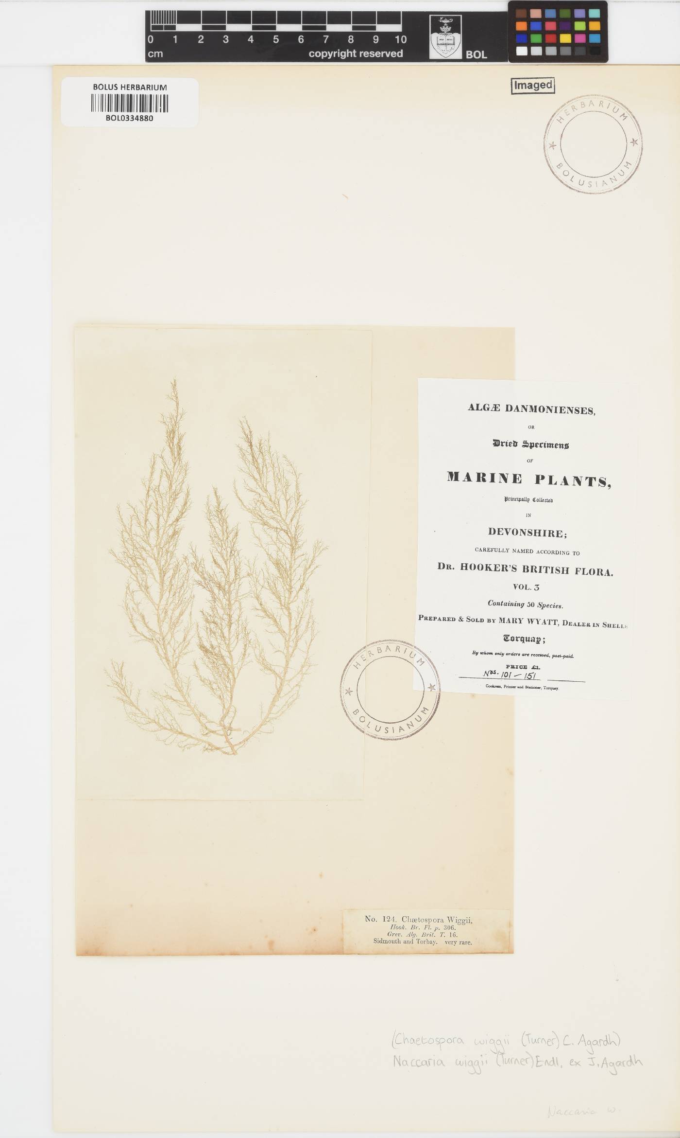 Naccaria wiggii image