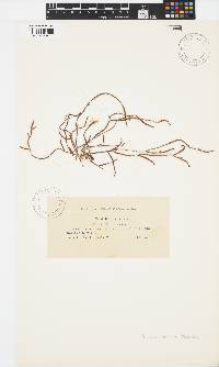 Image of Yatabella hirsuta