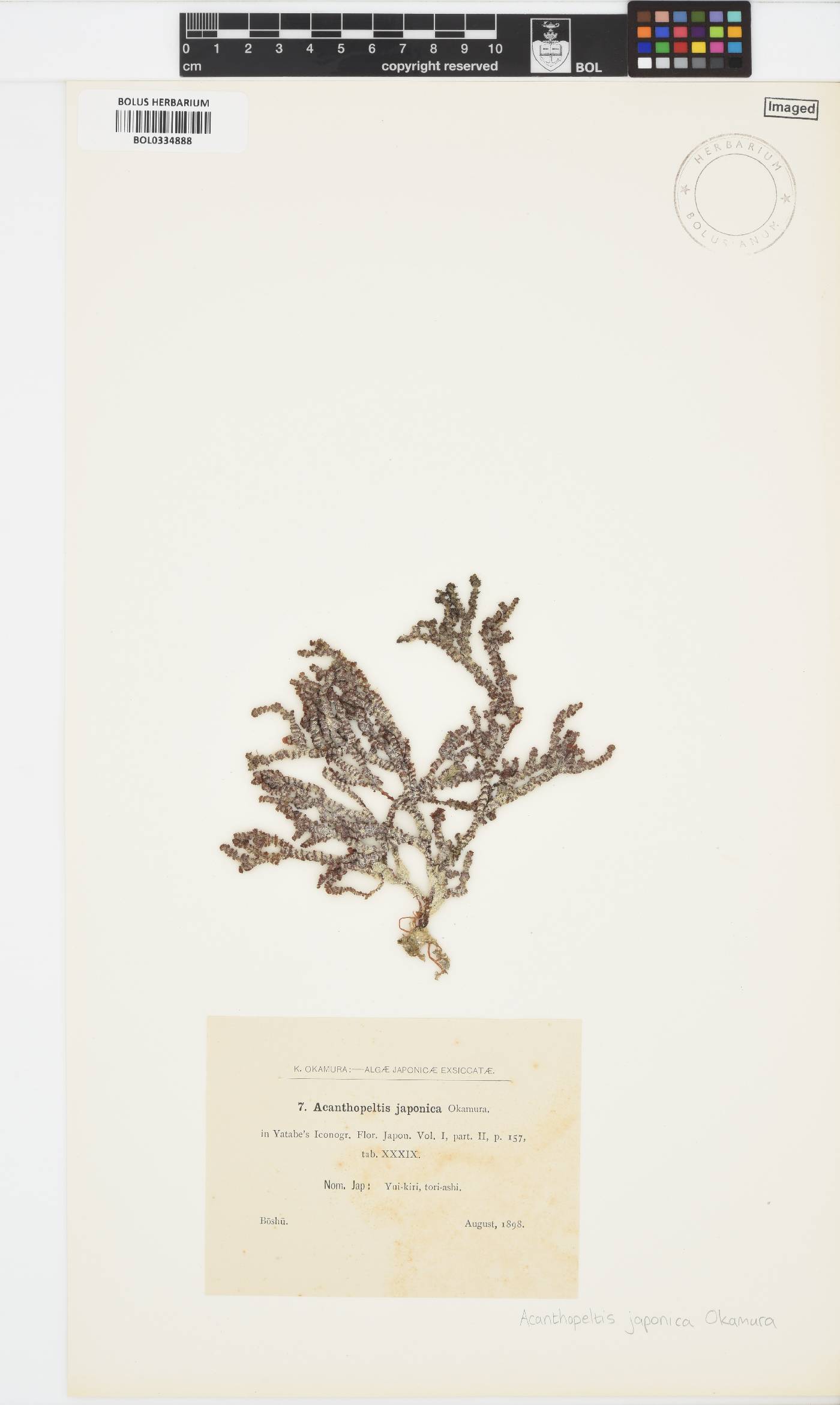 Gelidium yoshidae image