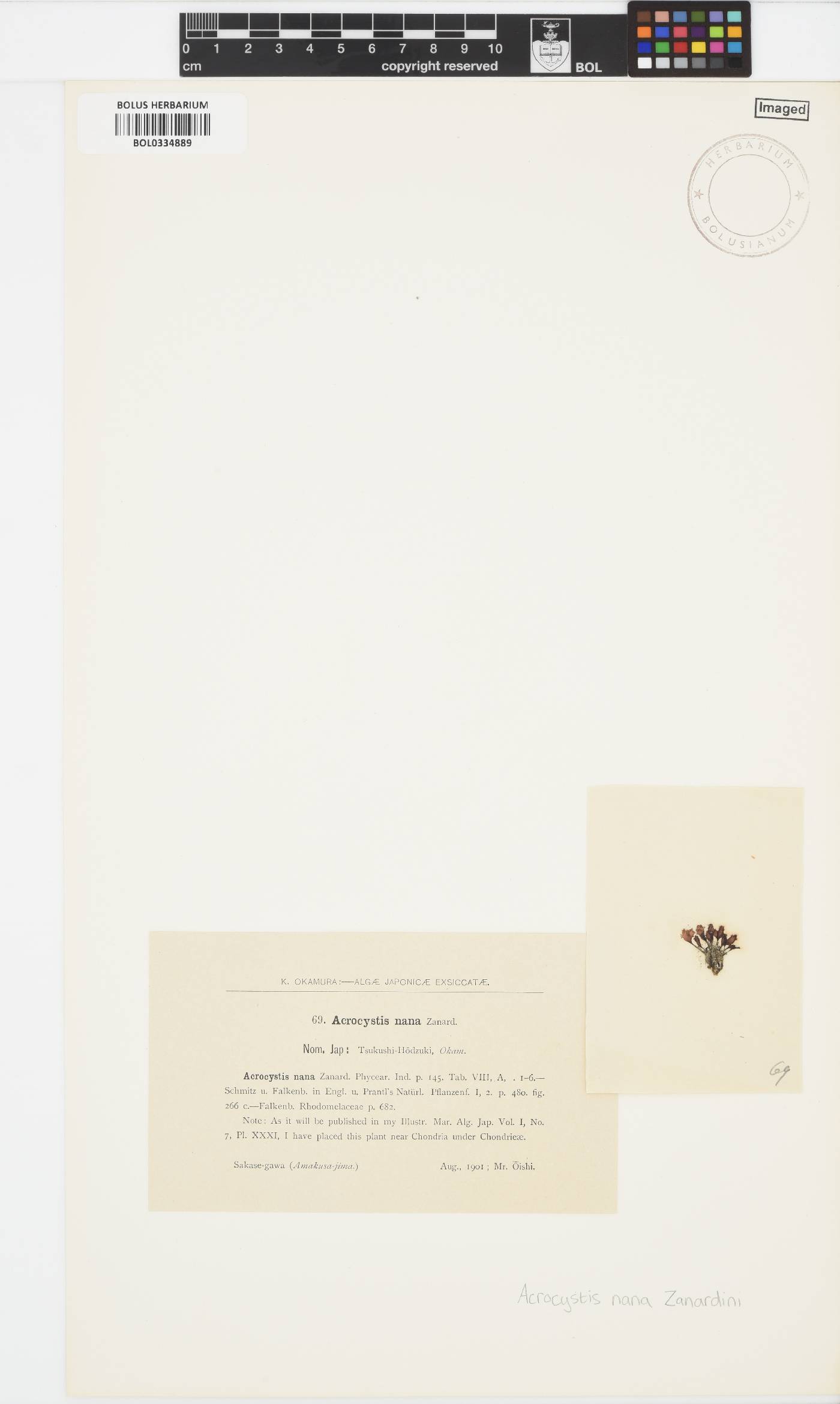 Acrocystis nana image