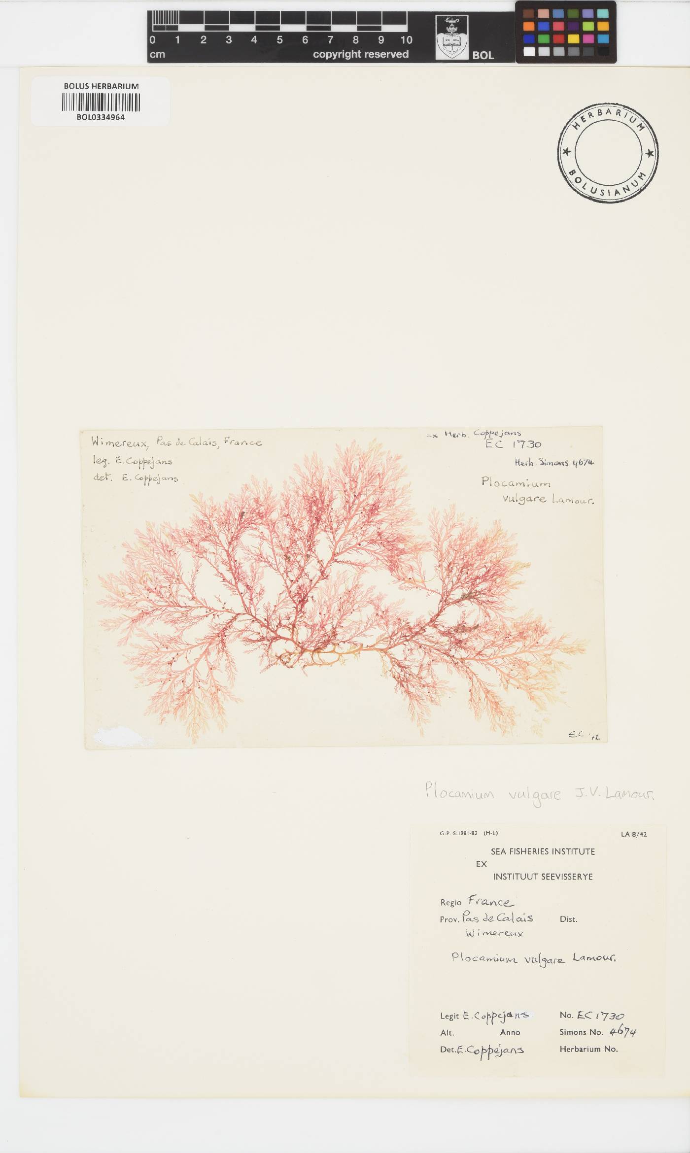 Plocamium cartilagineum image