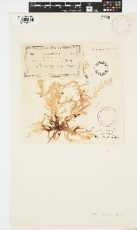 Image of Gloioderma australe