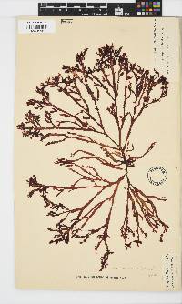 Gracilaria beckeri image