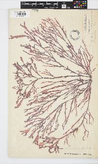 Gracilaria beckeri image