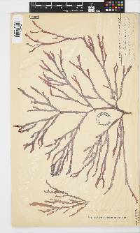 Gracilaria beckeri image