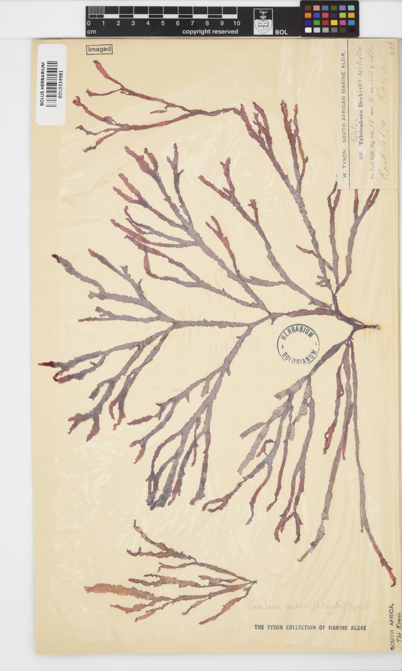 Gracilaria beckeri image