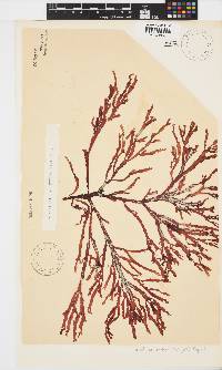 Gracilaria beckeri image