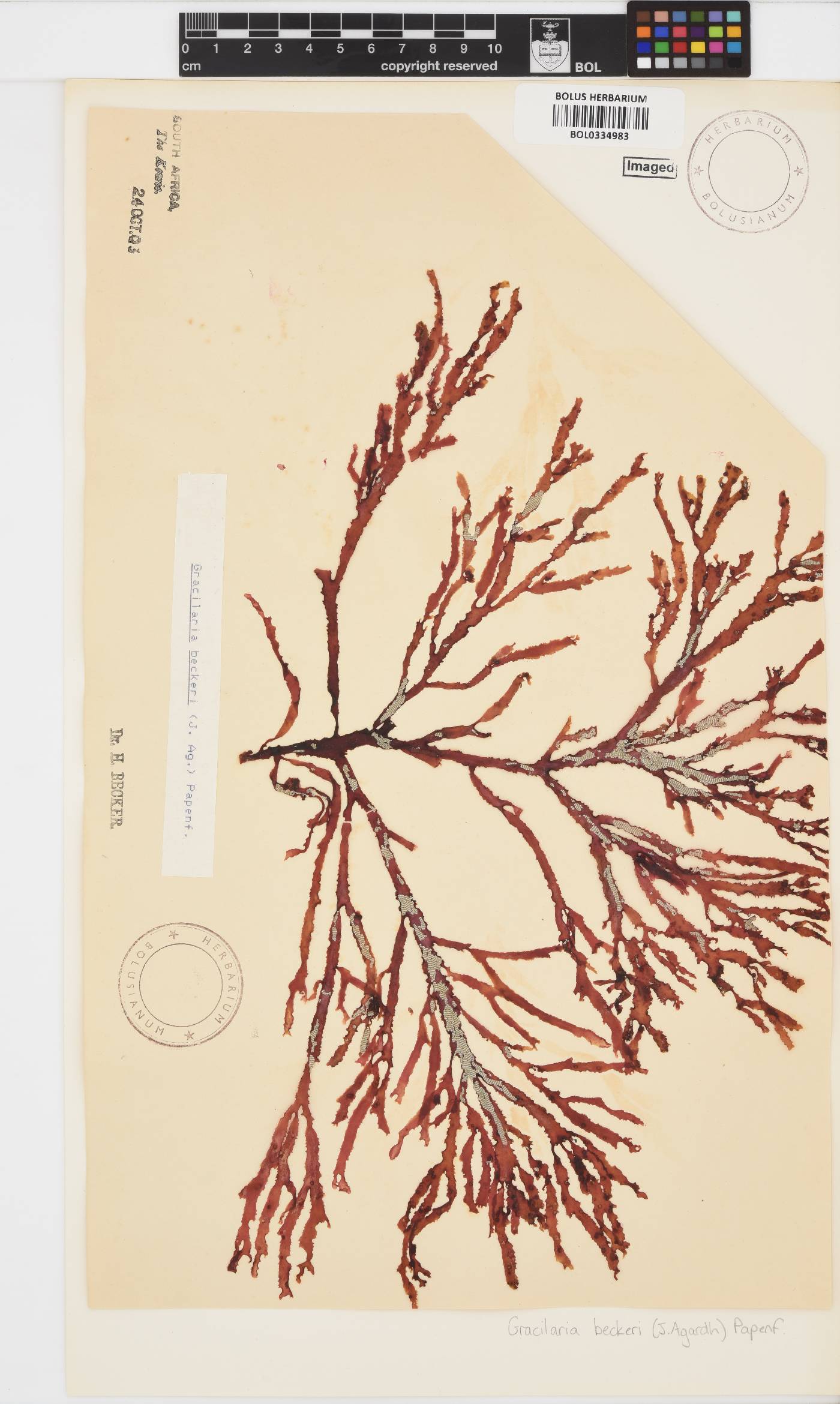 Gracilaria beckeri image
