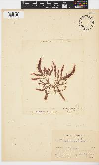 Dasya scoparia image