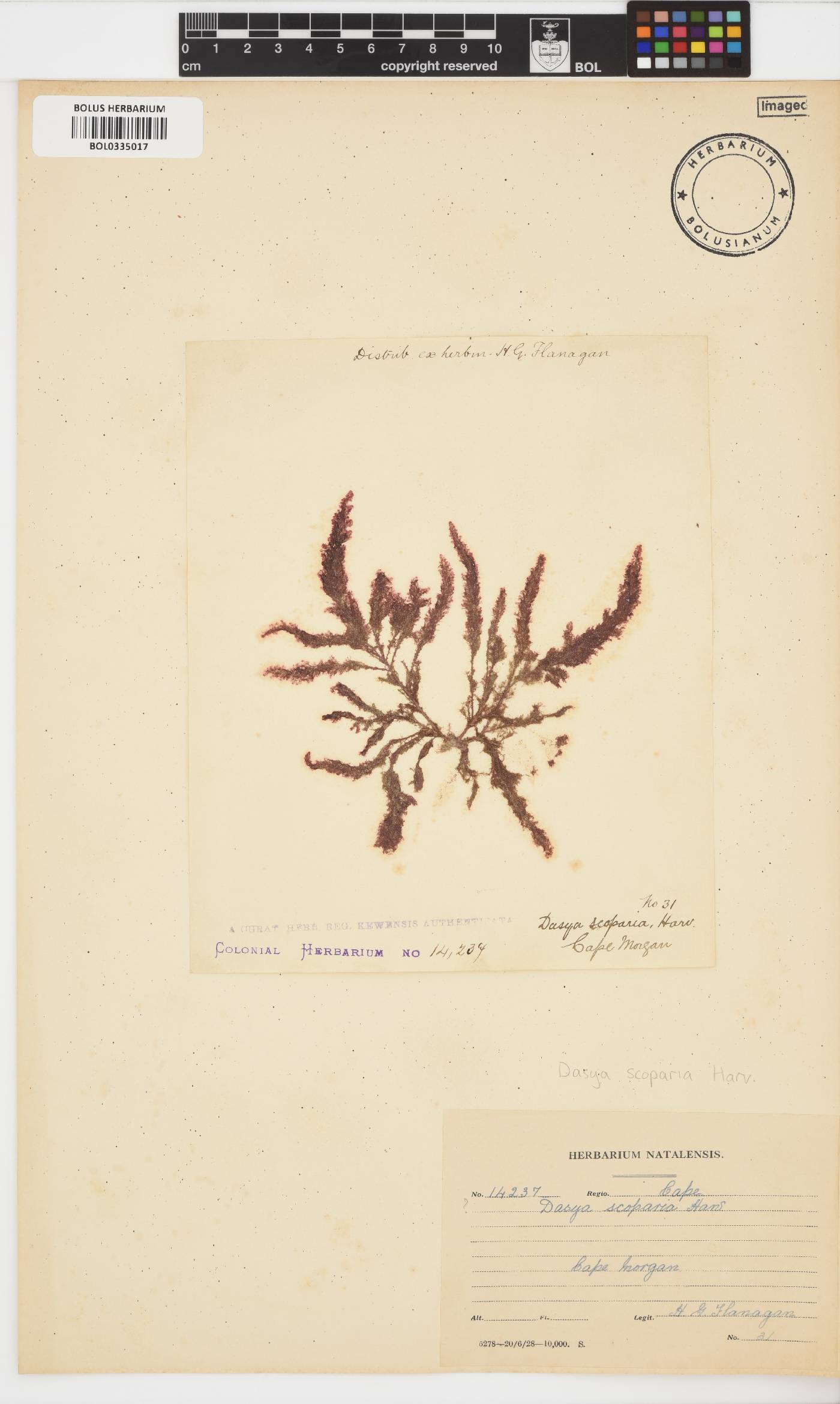 Dasya scoparia image