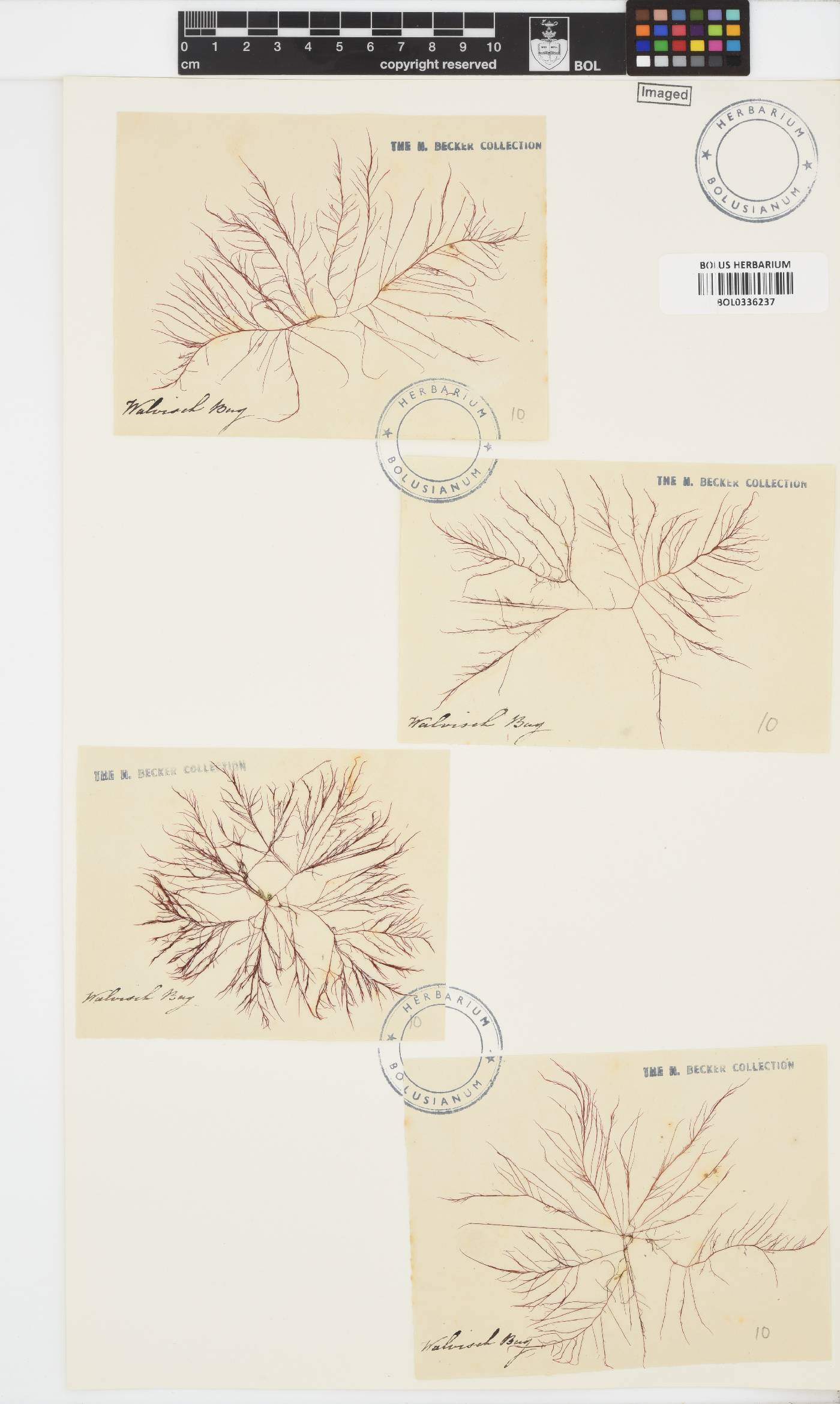 Rhodophyta incertae image
