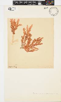 Plocamium corallorhiza image