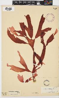 Gracilaria capensis image