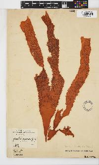 Sarcodia dentata image