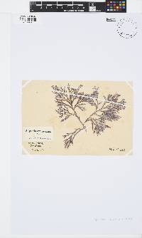 Spyridia cupressina image