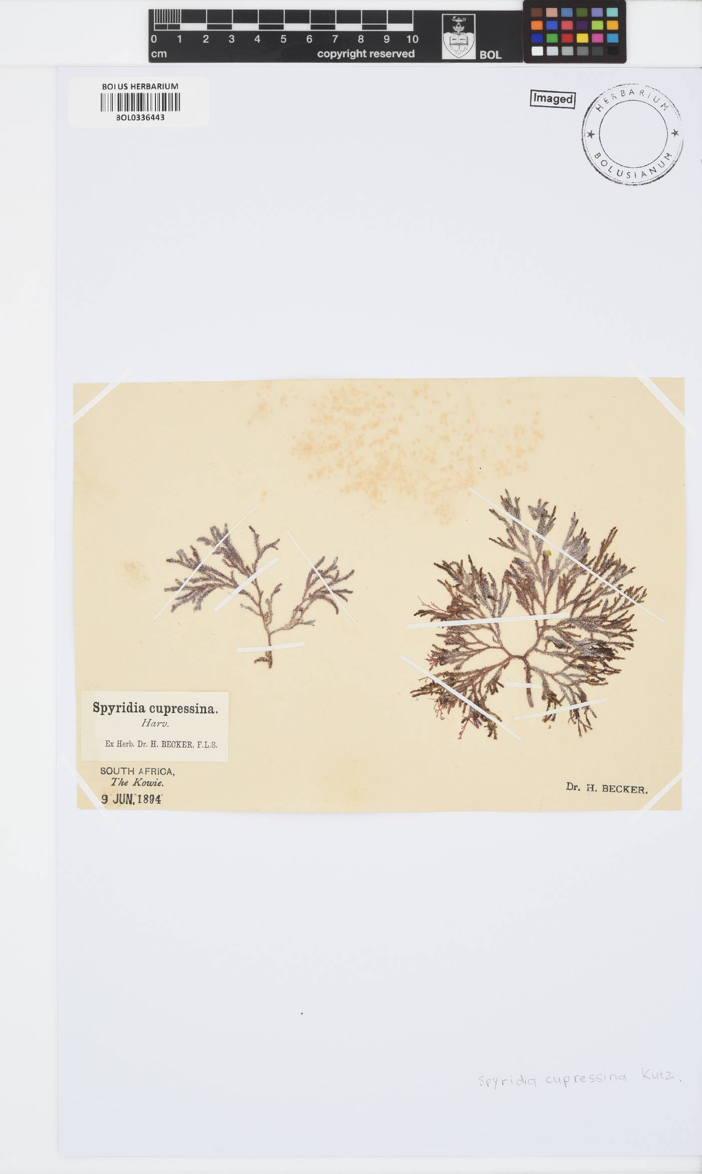 Spyridia cupressina image