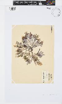 Spyridia cupressina image