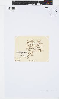 Spyridia cupressina image