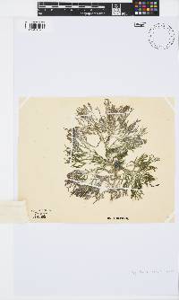 Spyridia cupressina image