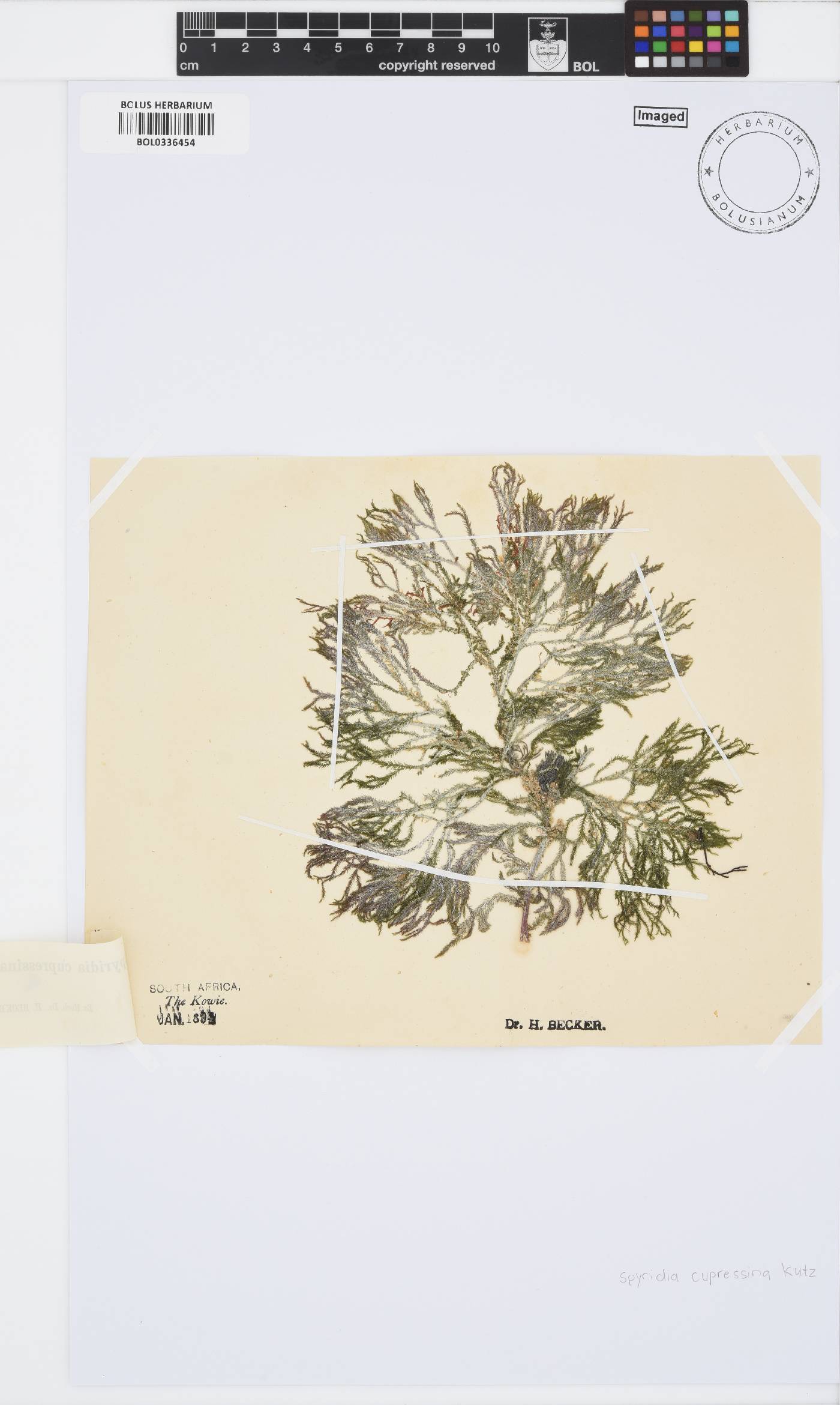 Spyridia cupressina image