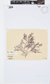 Spyridia cupressina image