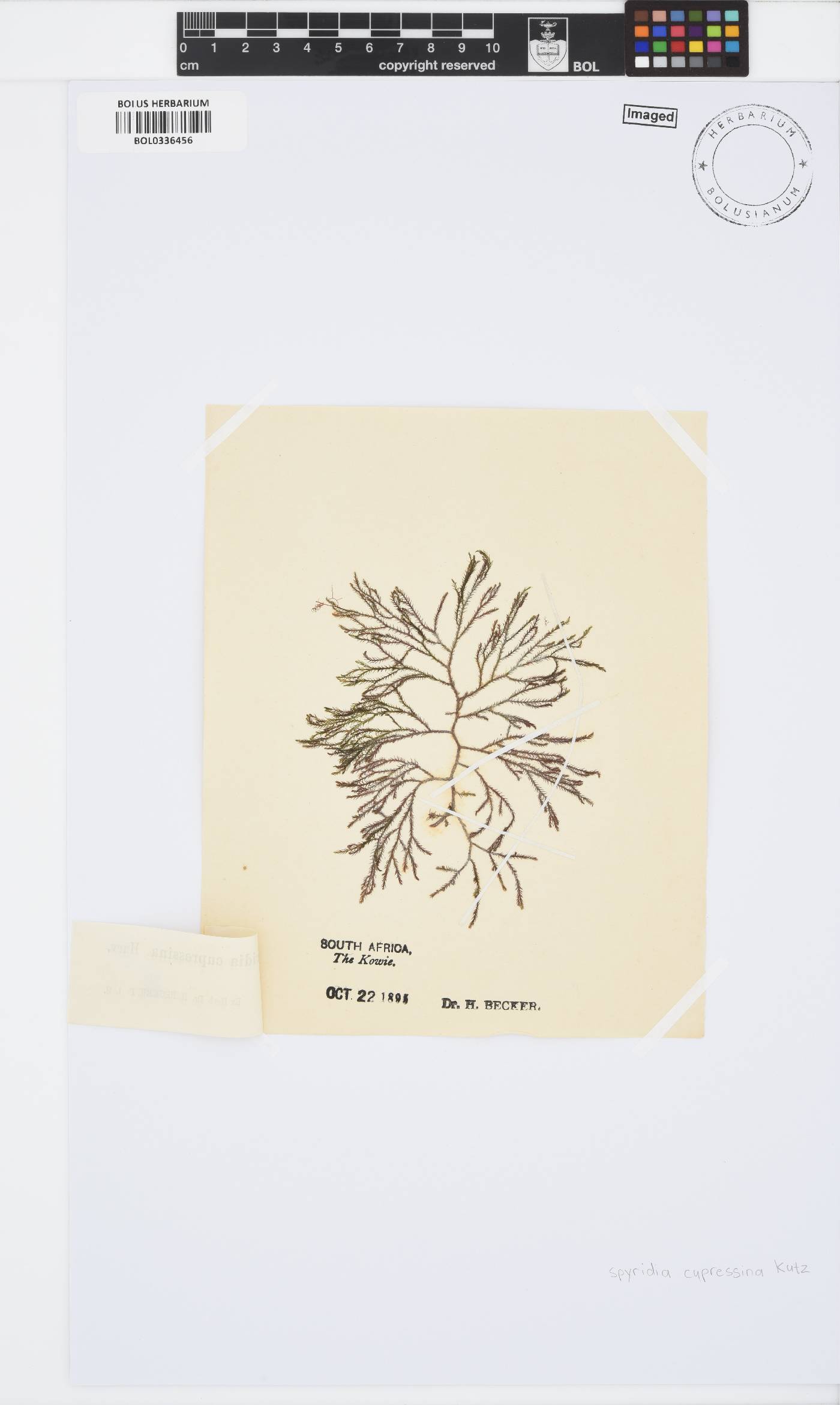 Spyridia cupressina image