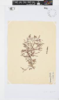 Spyridia cupressina image