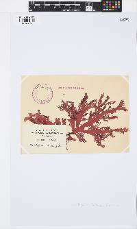 Calliblepharis fimbriata image