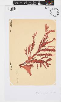 Calliblepharis fimbriata image
